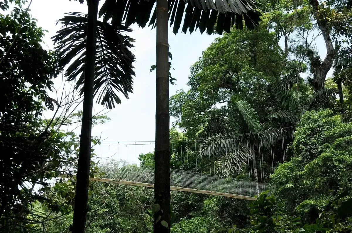 Hanging bridge walkway through the rainforest canopy near the arenal hot springs area of La Fortuna, Costa Rica